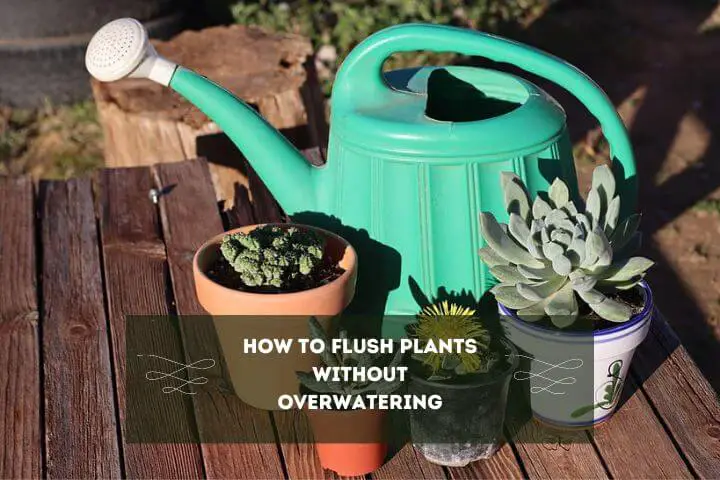 How To Flush Plants Without Overwatering