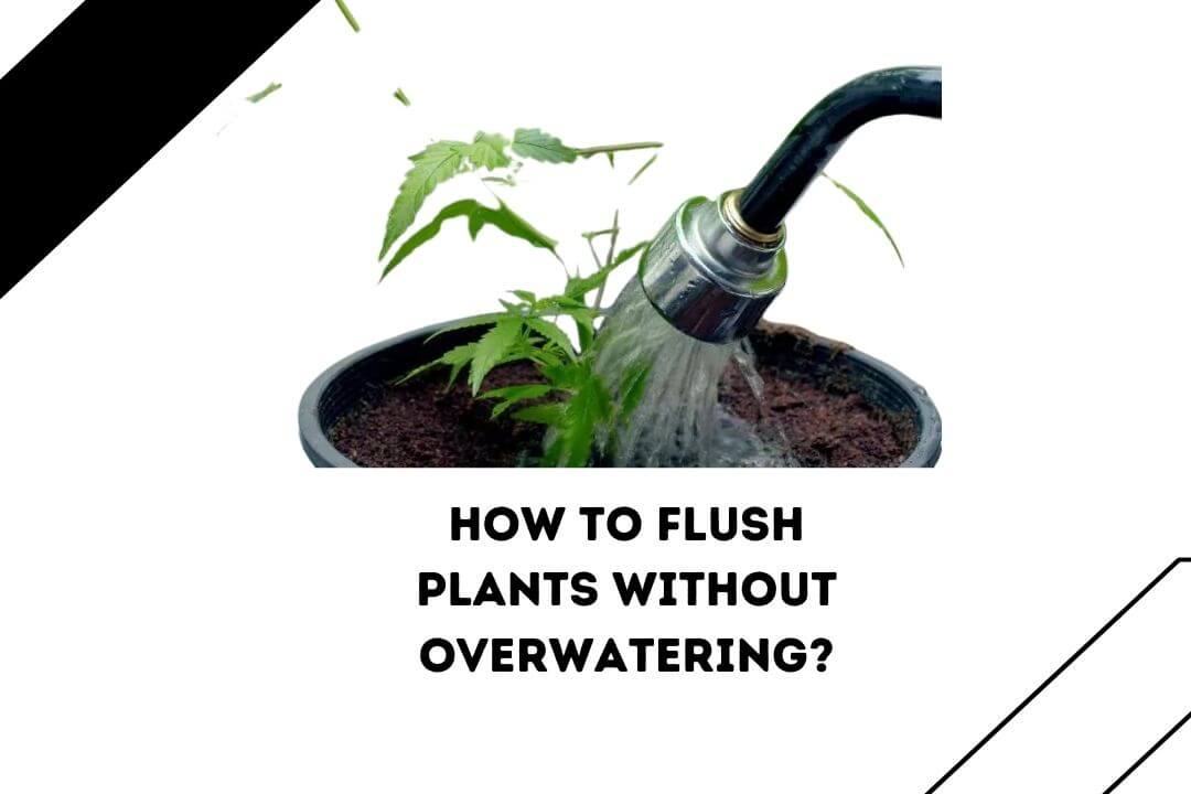 How To Flush Plants Without Overwatering? (5 Easy Steps)