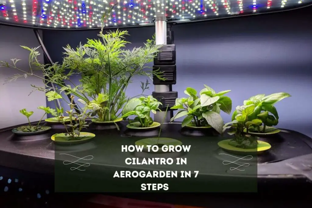 How To Grow Cilantro In Aerogarden In 7 Steps 