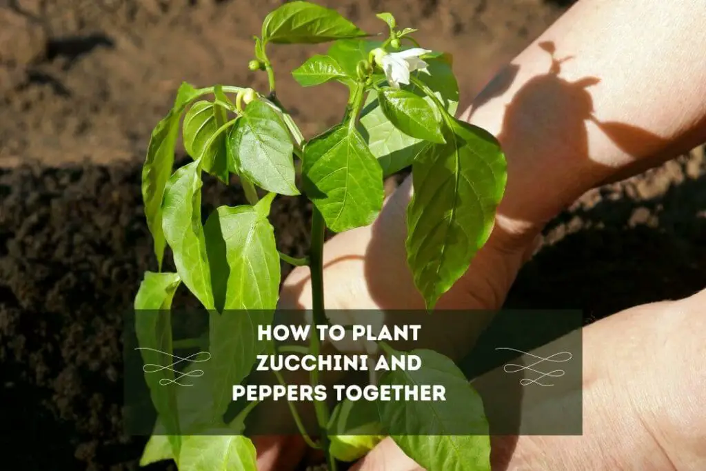 How To Plant Zucchini And Peppers Together