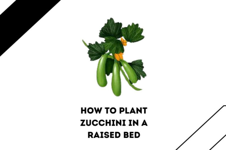 How To Plant Zucchini In A Raised Bed
