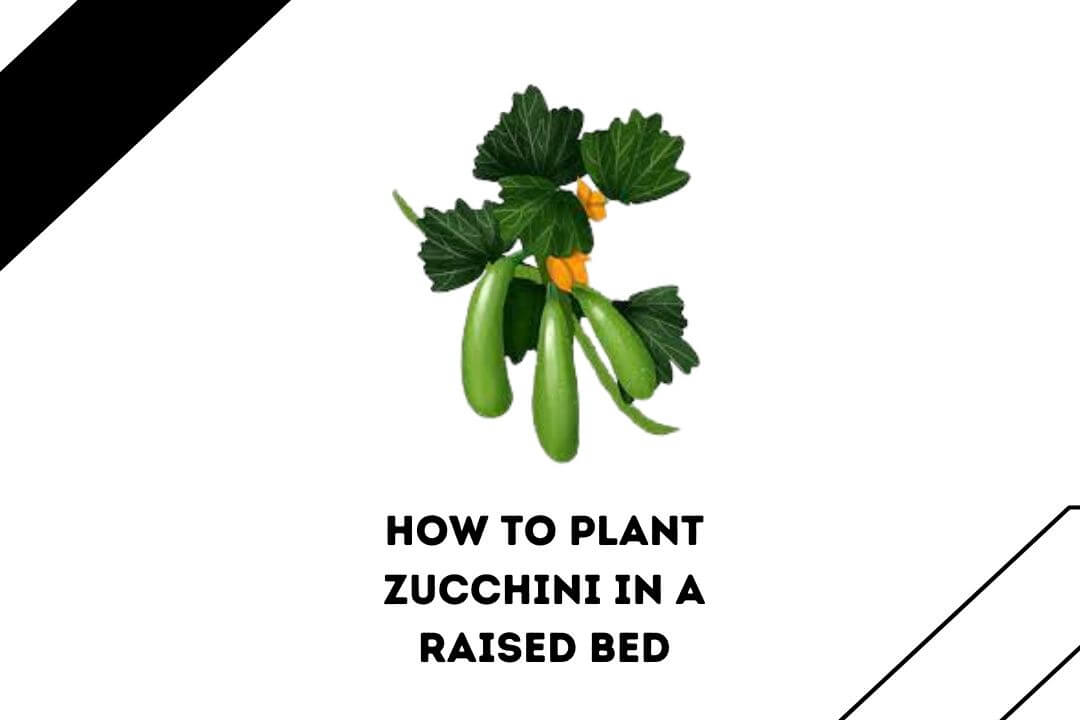 How To Plant Zucchini In A Raised Bed Gardenthrone