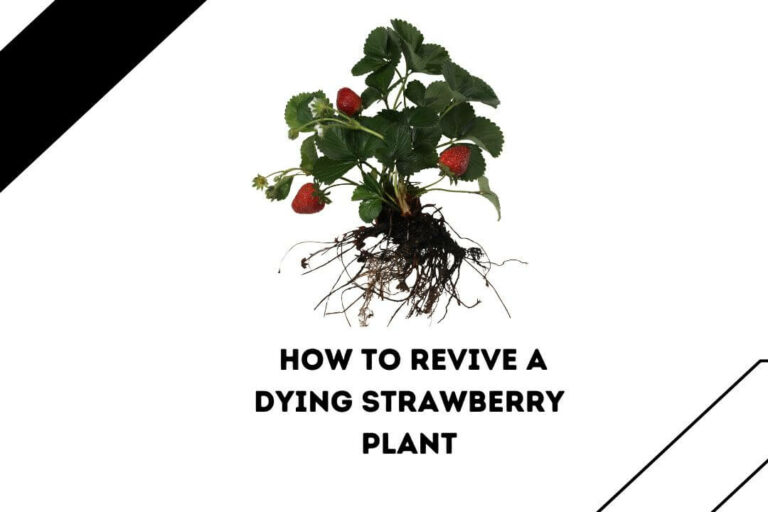 How To Revive A Dying Strawberry Plant
