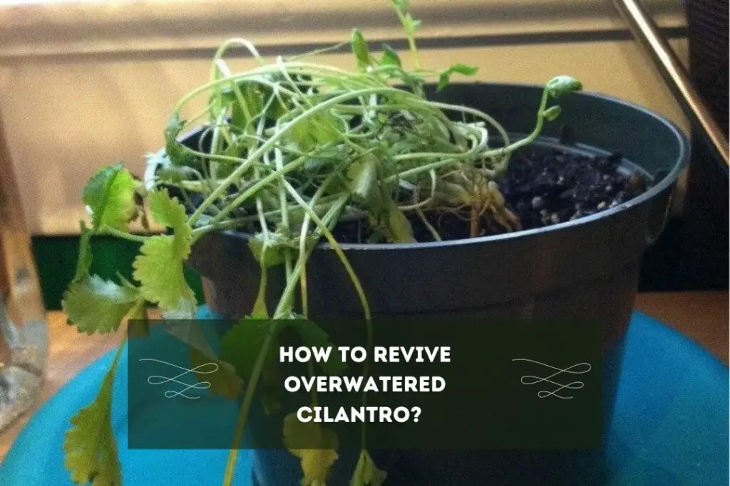 How To Revive Overwatered Cilantro?  