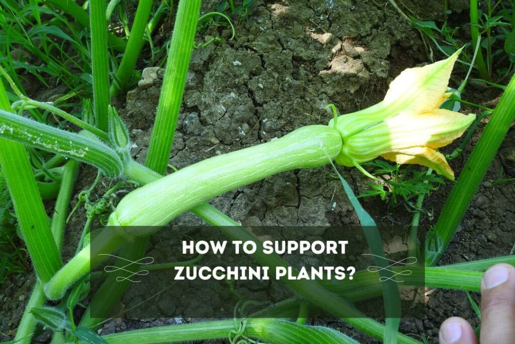 How To Support Zucchini Plants?