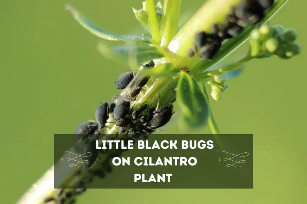 Little Black Bugs On Cilantro Plant "Aphids" 