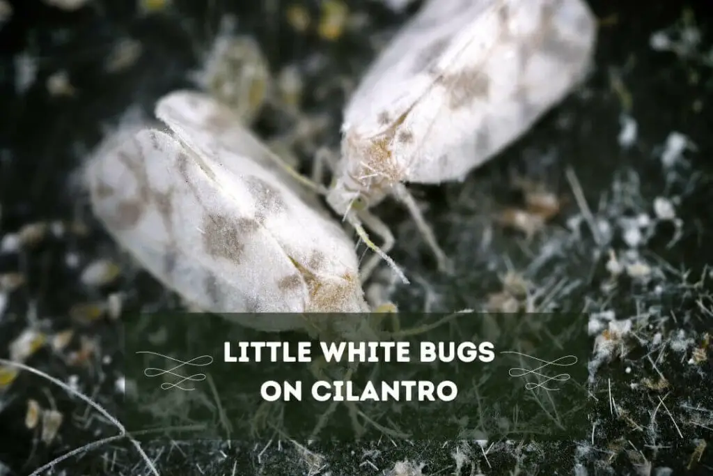 Little White Bugs On Cilantro