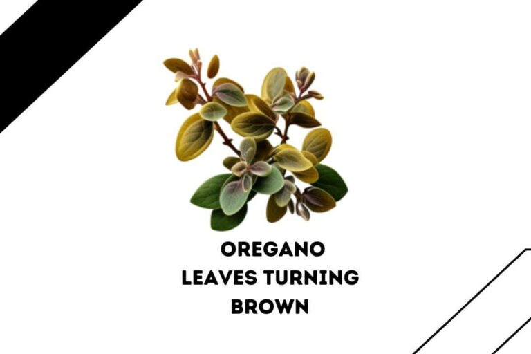 Oregano Leaves Turning Brown: 7 Reasons With Easy FiXES