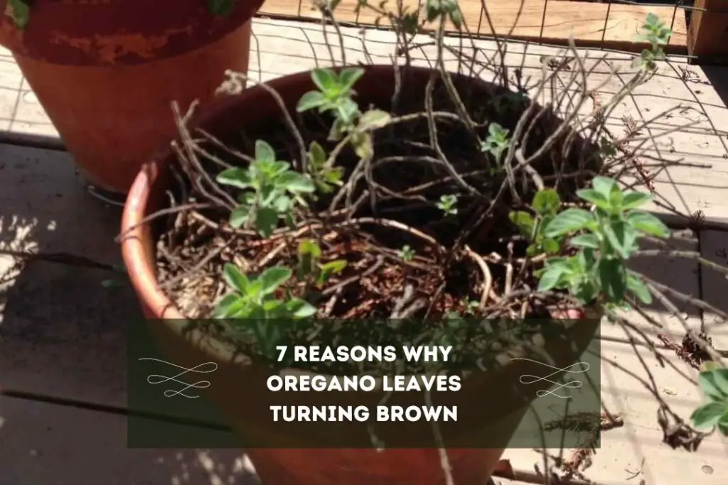 Oregano Leaves Turning Brown