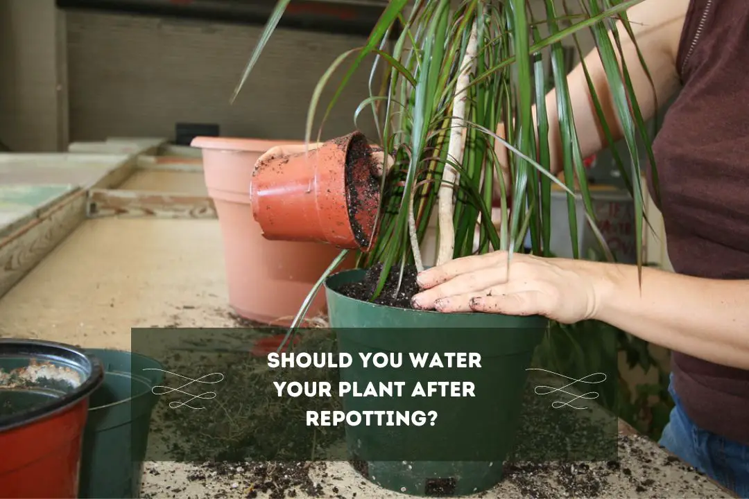 Should You Water Your Plant After Repotting? (Yes, But 7 Factors To Know)