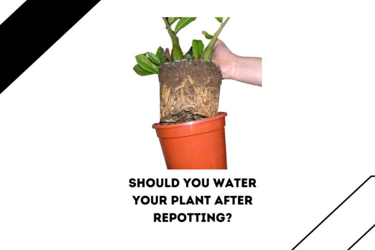 Should You Water Your Plant After Repotting? (Yes, But 7 Factors To Know)