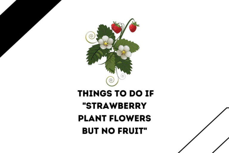 Strawberry Plant Flowers But No Fruit: 7 Easy Things To Do