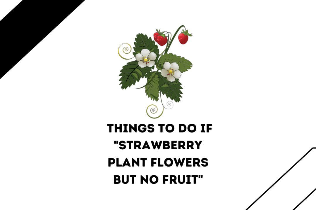 Strawberry Plant Flowers But No Fruit 7 Easy Things To Do