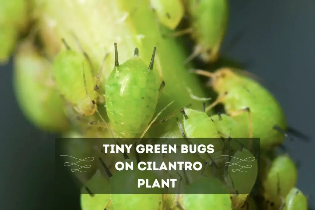 Tiny Green Bugs On Cilantro Plant 