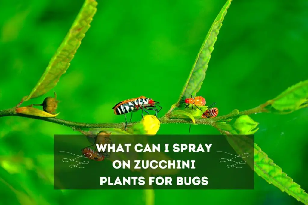 What Can I Spray On Zucchini Plants For Bugs