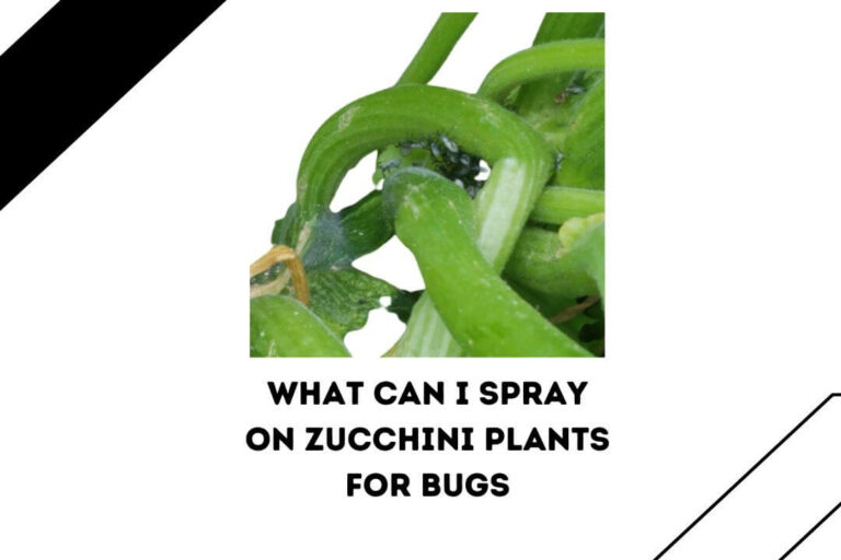 What Can I Spray On Zucchini Plants For Bugs? (5 Best Repellant)