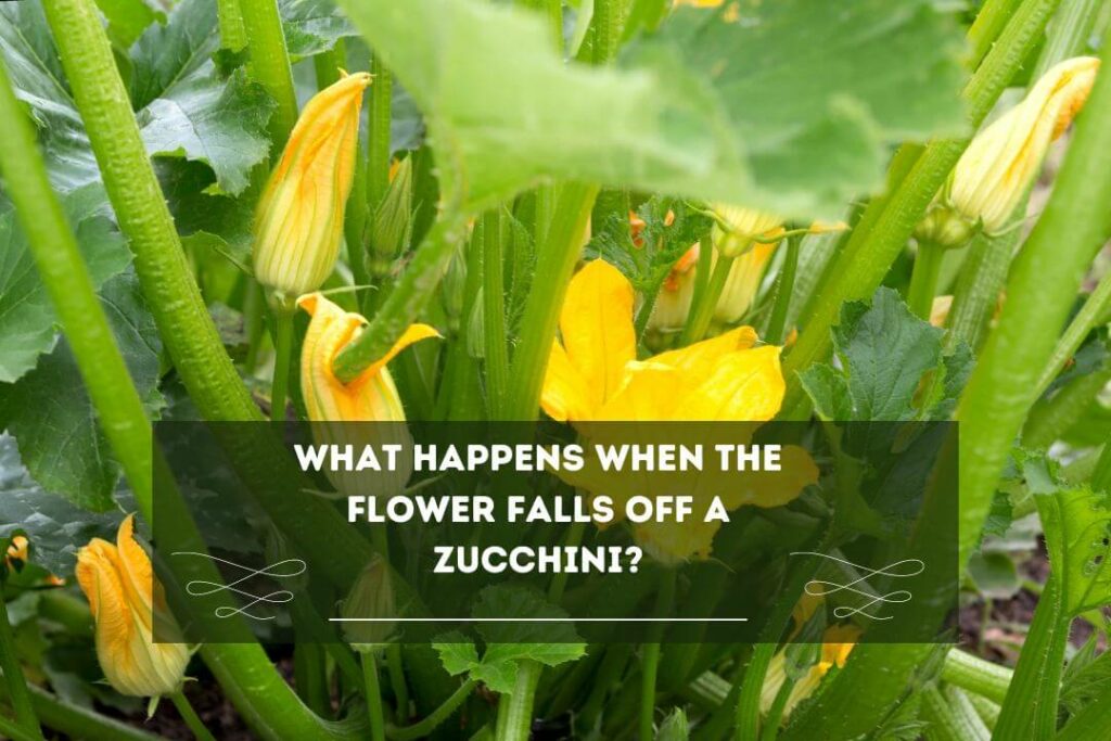 What Happens When The Flower Falls Off A Zucchini?