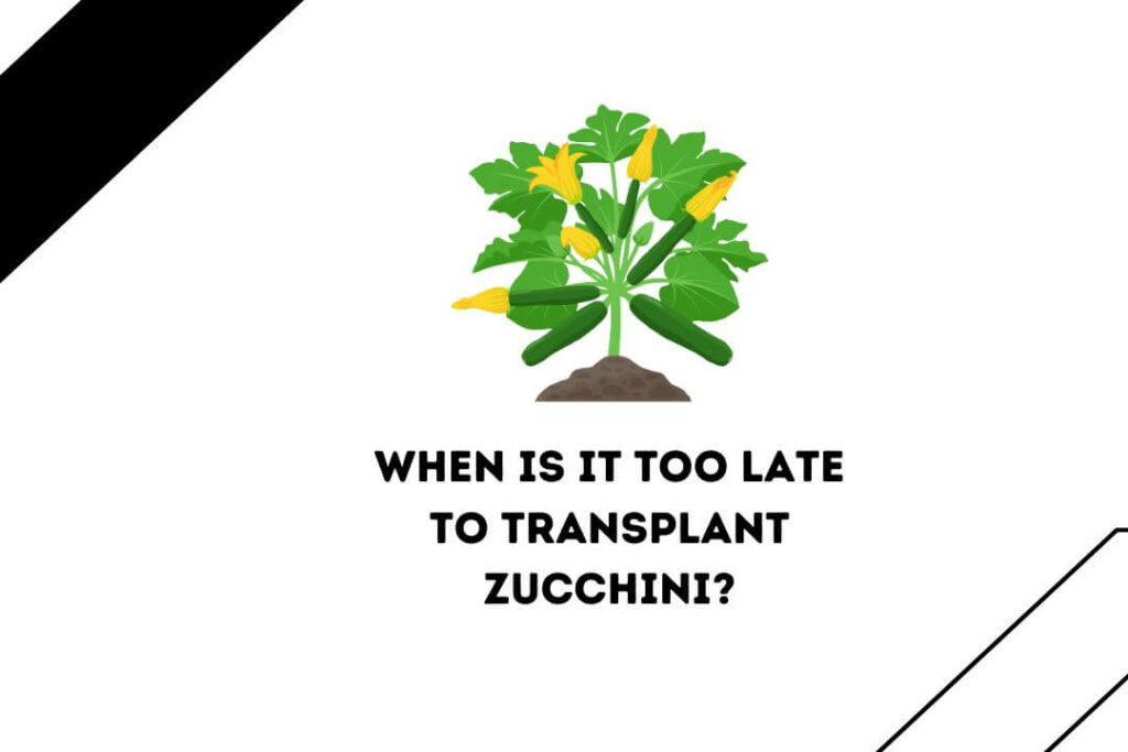 What Can I Spray On Zucchini Plants For Bugs? (5 Best Repellant)