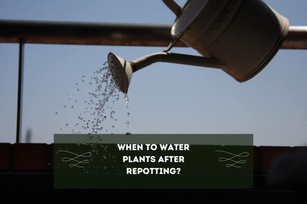 When to Water Plants After Repotting?