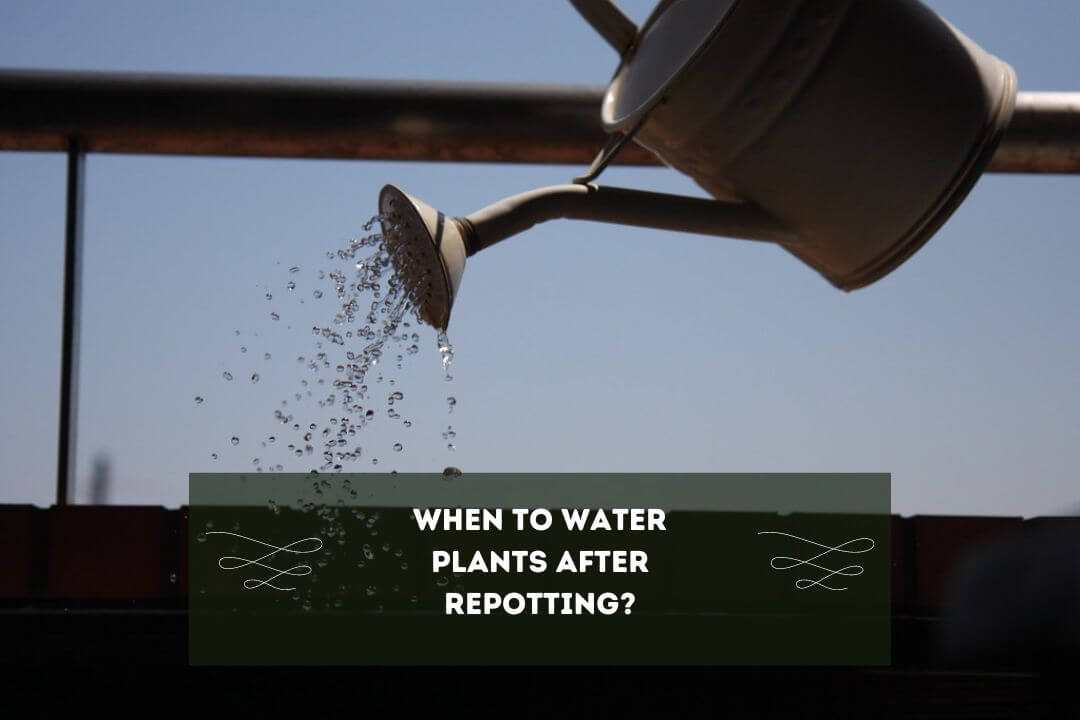Should You Water Your Plant After Repotting? (Yes, But 7 Factors To Know)