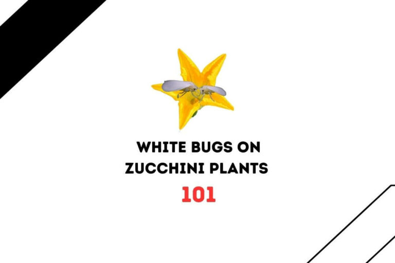 White Bugs On Zucchini Plants: 5 Causes & 7 Solution