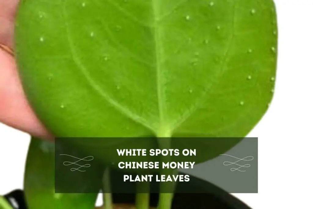 White Spots on Chinese Money Plant Leaves