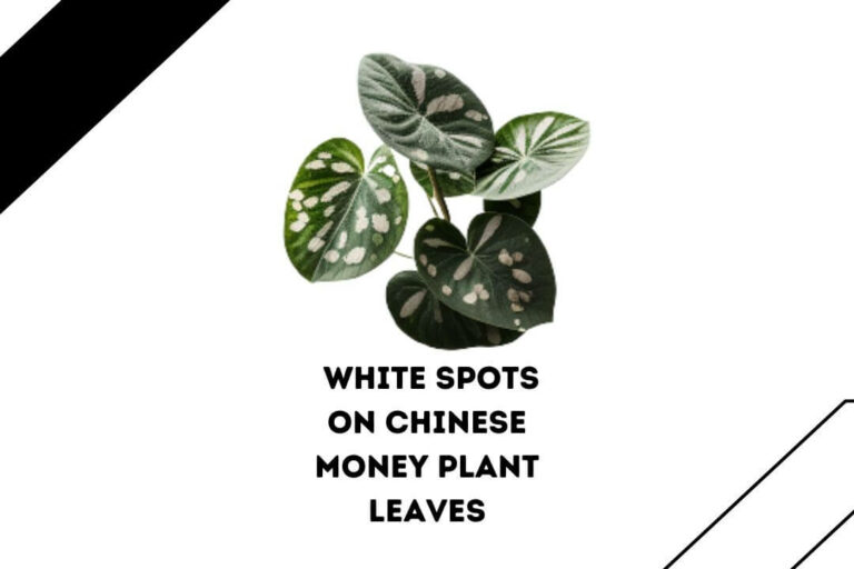 White Spots on Chinese Money Plant Leaves