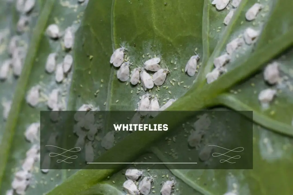WhiteFlies On Zucchini Plants