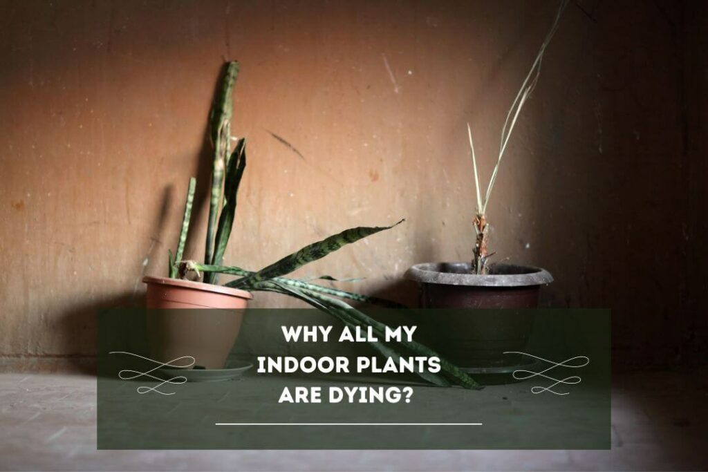 Why All My Indoor Plants Are Dying? 