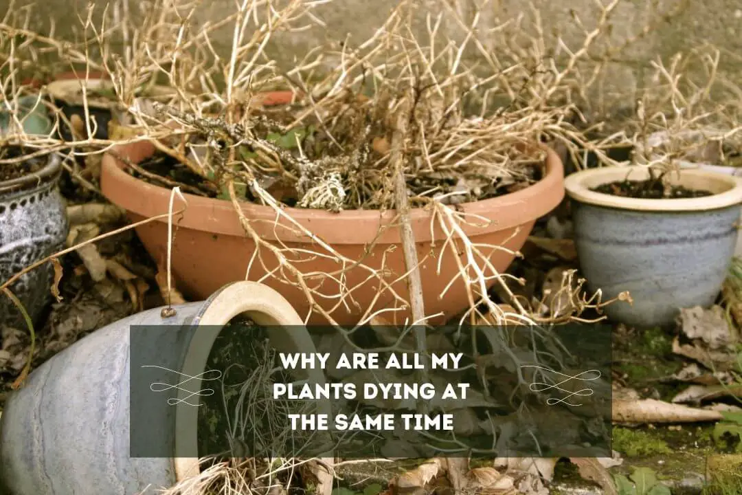 Why Are All My Plants Dying At The Same Time 7 REASONS With Easy Solution