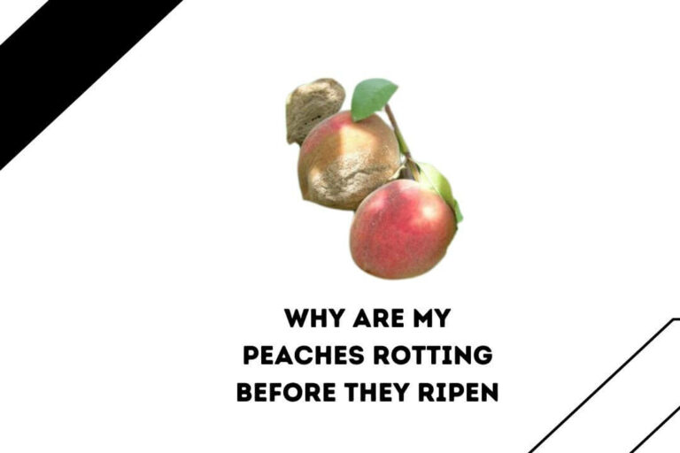 5 Critical Reasons Why Are My Peaches Rotting Before They Ripen