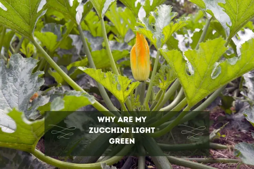 Why Are My Zucchini Light Green