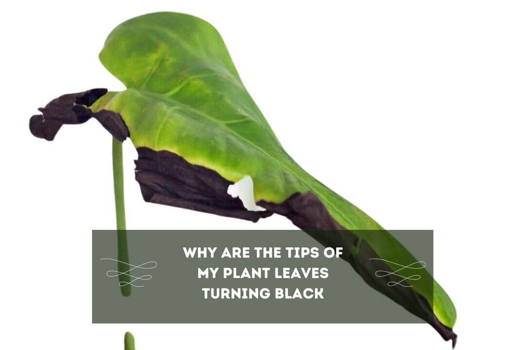 Why Are The Tips Of My Plant Leaves Turning Black? 5 Reasons, Easy Fixes & FAQ