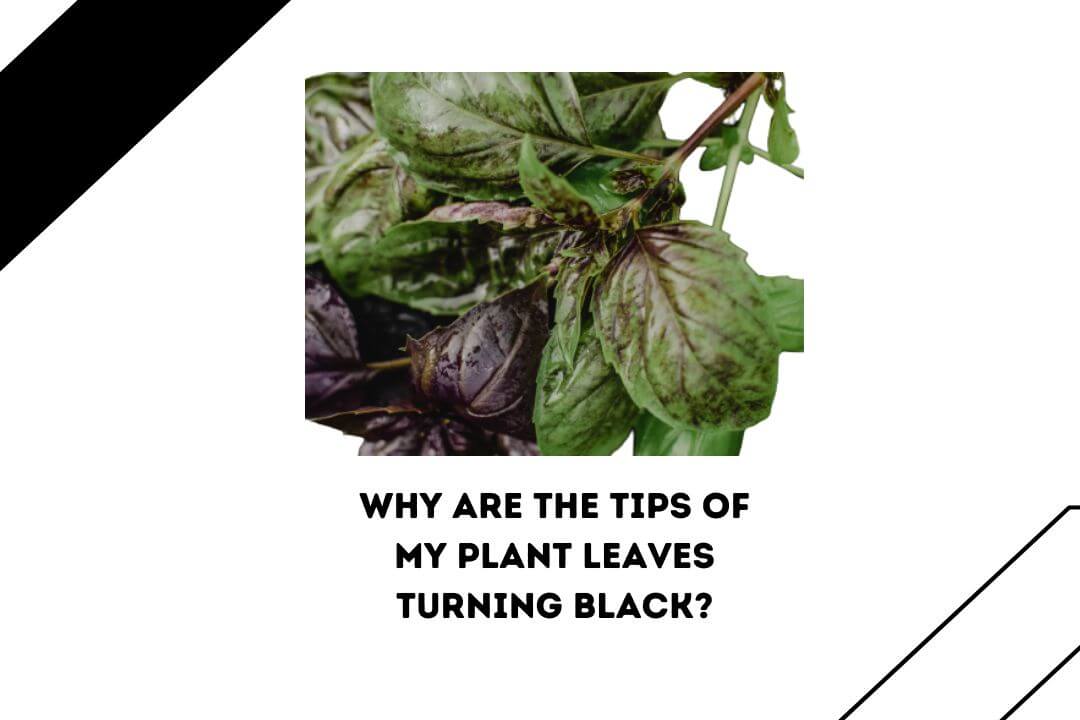 Why Are The Tips Of My Plant Leaves Turning Black? 5 Reasons, Easy