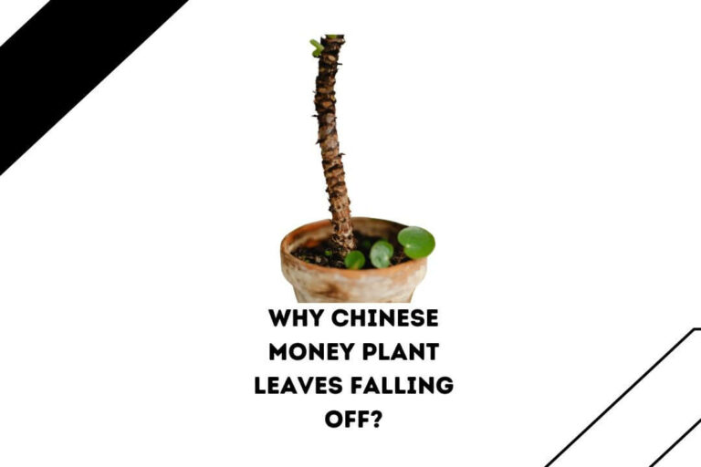 Why does My Chinese Money Plant leave Falling Off? (5 Key Reason)