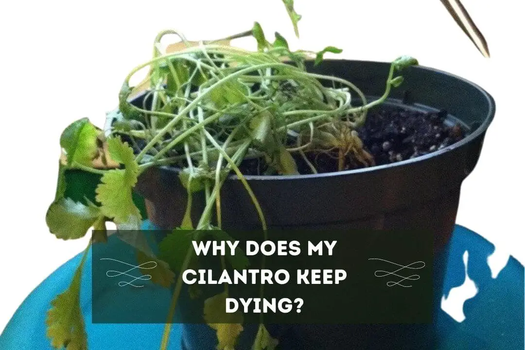 Why Does My Cilantro Keep Dying? (9 DEADLY REASONS)