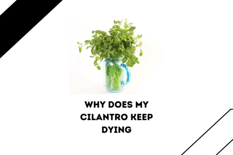 Why Does My Cilantro Keep Dying? (9 DEADLY REASONS)