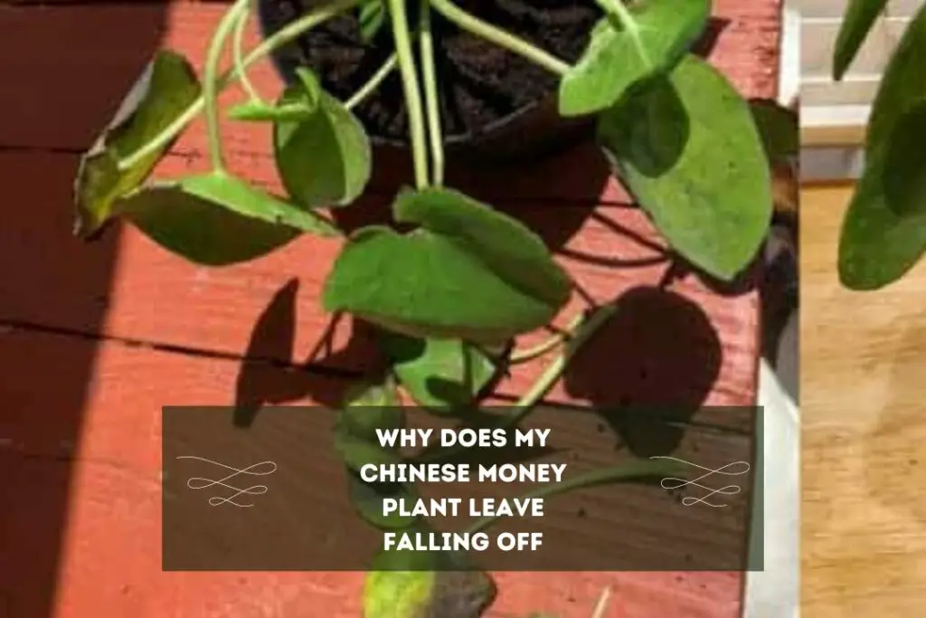 Why does My Chinese Money Plant leave Falling Off