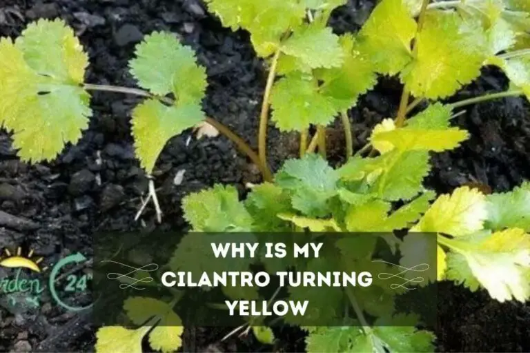 Cilantro Plant Turning Yellow 7 Possible Reasons