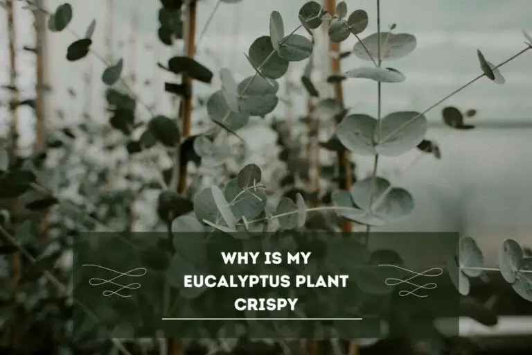 Why Is My Eucalyptus Plant Crispy? ( 5 Key Reasons With Easy Solutions)