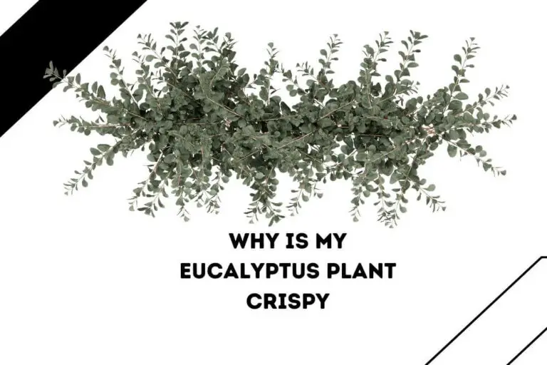 Why Is My Eucalyptus Plant Crispy? ( 5 Key Reasons With Easy Solutions)