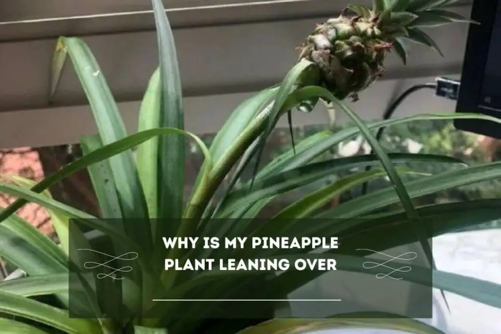 Why Is My Pineapple Plant Leaning