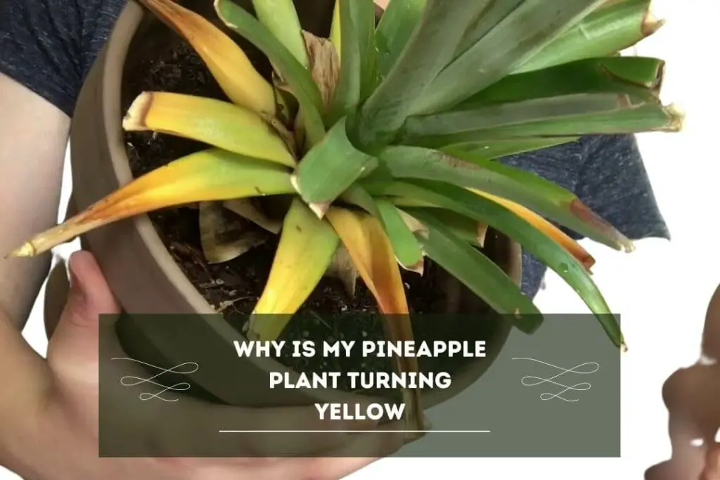 Why Is My Pineapple Plant Turning Yellow