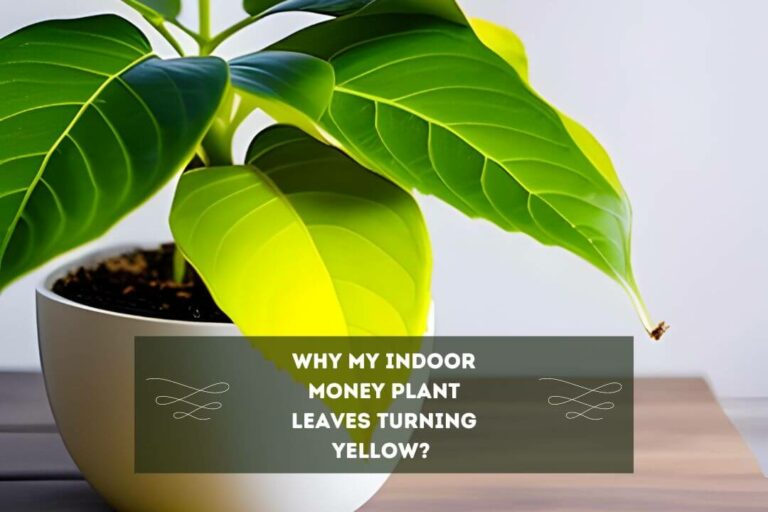 Why My Indoor Money Plant Leaves Turning Yellow? (5 Easy Tips)