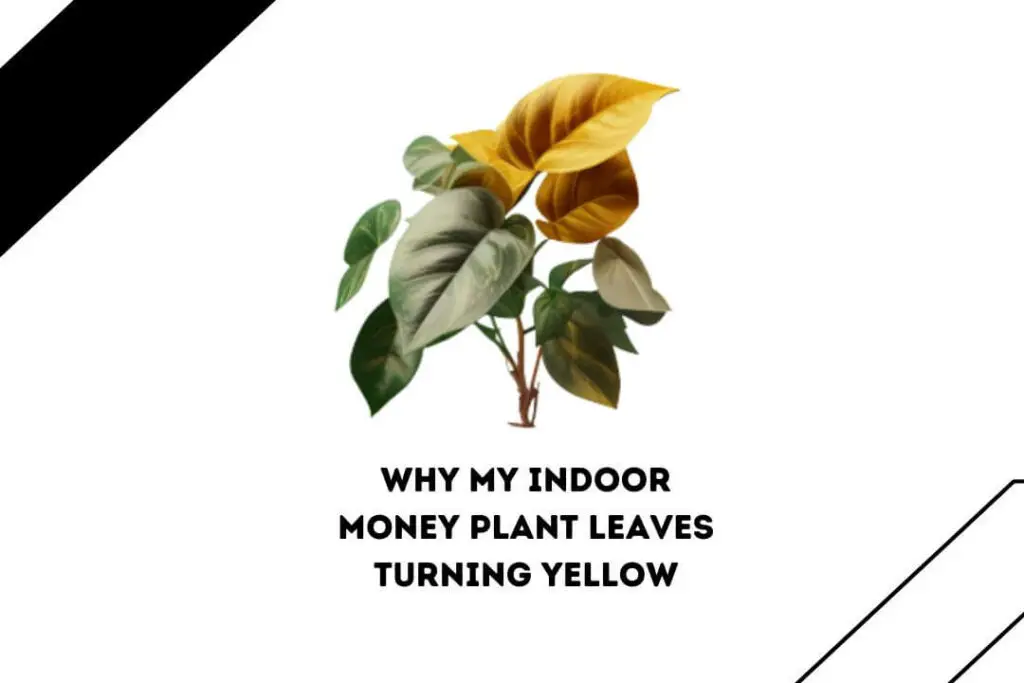 3 Key Reasons Why Do Money Plants Need Sunlight? (Risks)