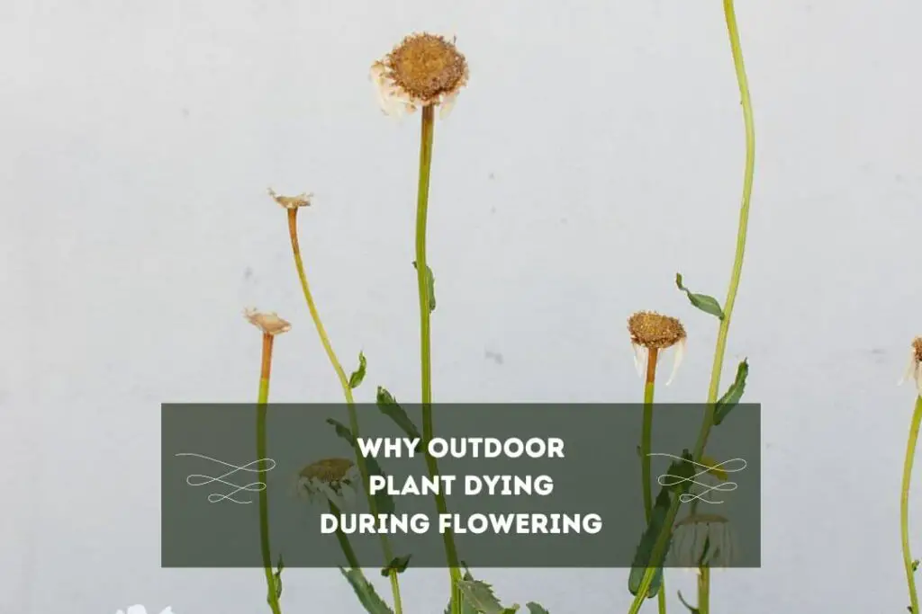 Why Outdoor Plant Dying During Flowering