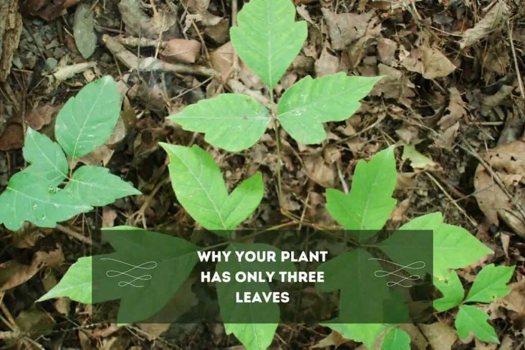 Why Your Plant Has Only Three Leaves: 3 Shocking REASONS