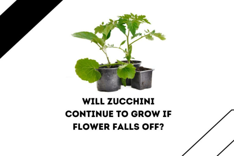 Will Zucchini Continue To Grow If Flower Falls Off? (5 Possible Reasons)