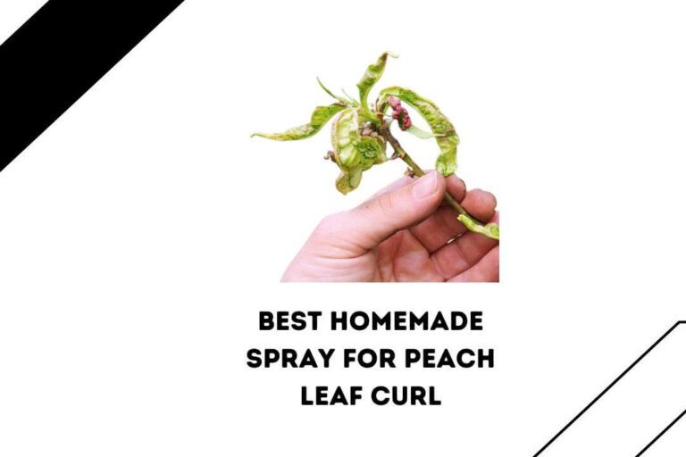 3 Best Homemade Spray For Peach Leaf Curl
