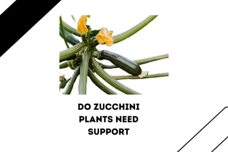 Do Zucchini Plants Need Support? (3 Best Support)